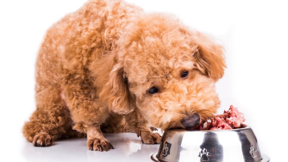 Best dog supplements for best sale raw diet