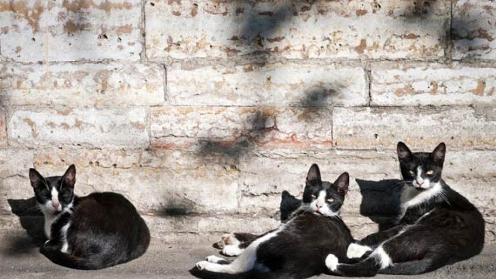 Humane Society Where To Take Cats You Found Humane Society Lost