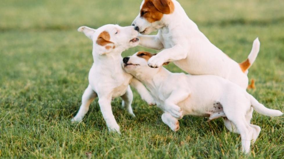 puppies playing together in grass