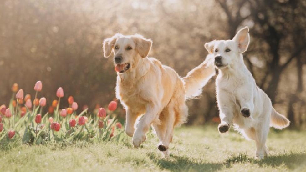 Coccidia in 2024 puppies home treatment