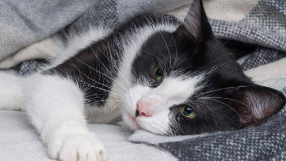 Cat Coughing Causes and Treatment PetMD