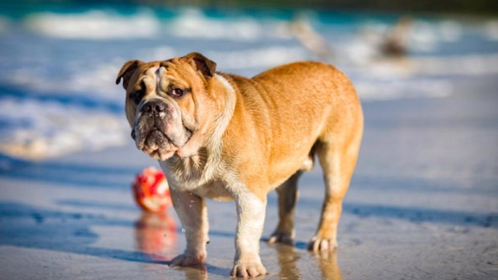 Tan English Bulldog on the beach
