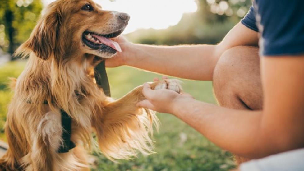 woman shaking hands with a golden retriever