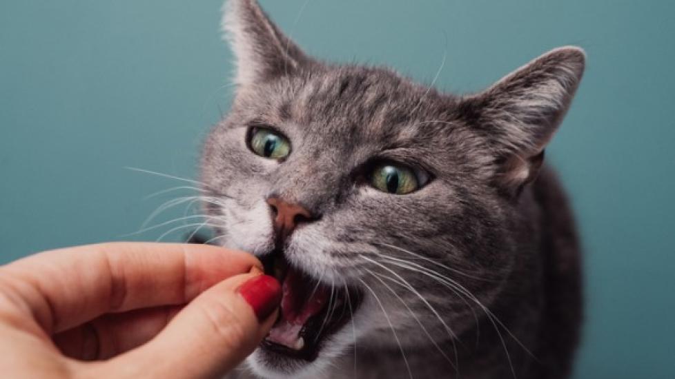 What Is Human-Grade Cat Food?