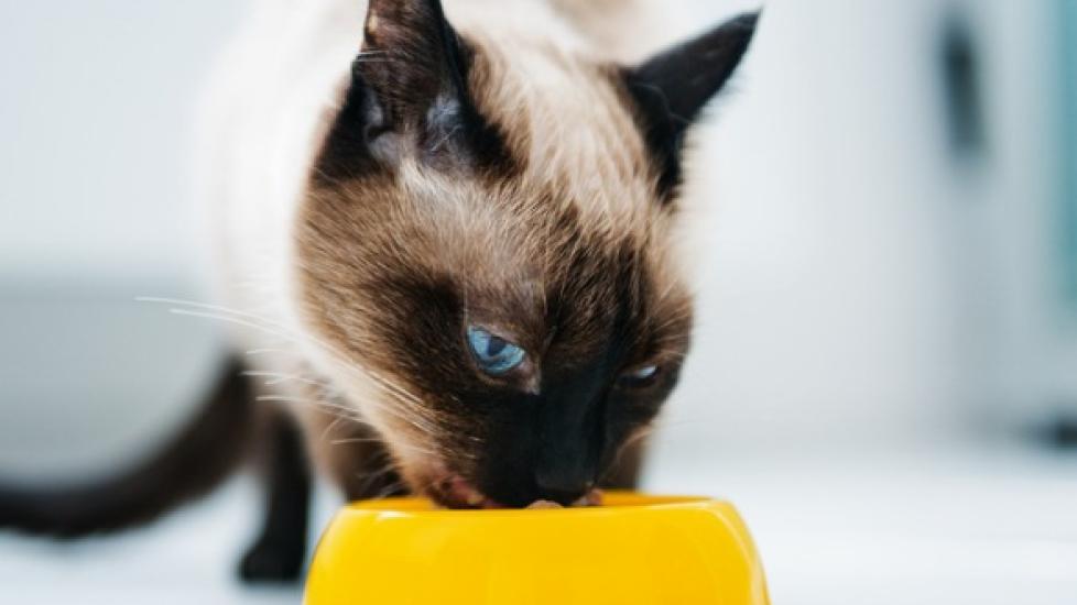 Is Freeze-Dried Cat Food Better?