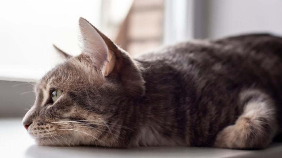 cat lying and looking sad on a windowsill