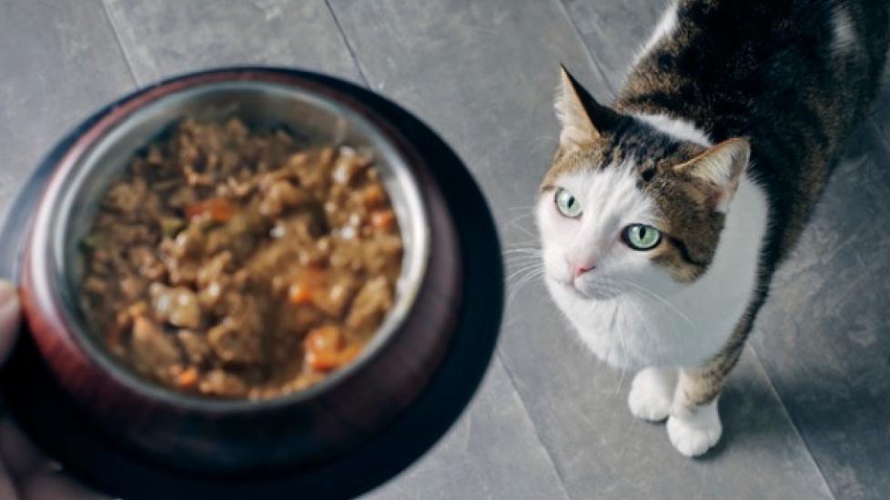 What Is Organic Cat Food?