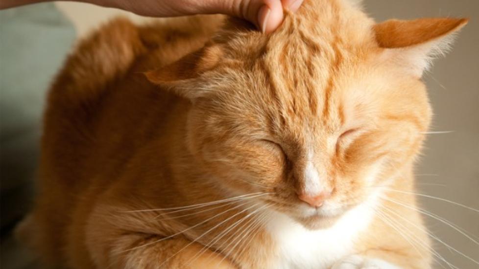 orange and white tabby cat being pet on the head