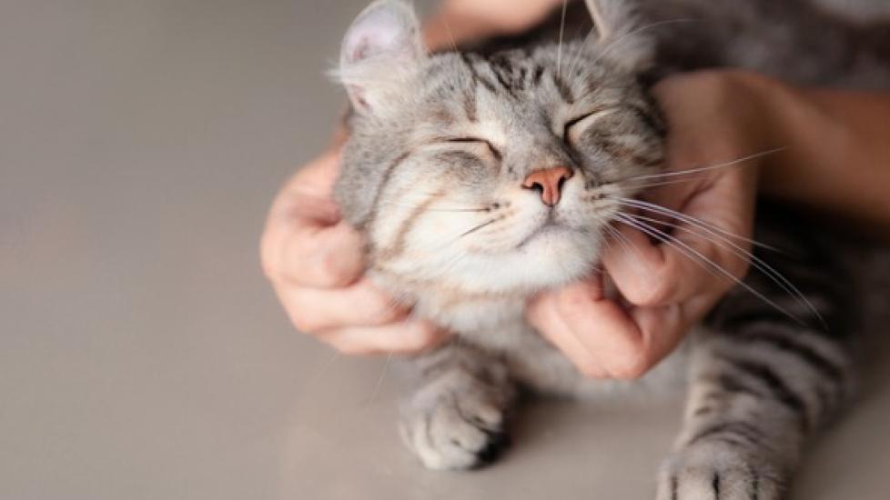 Raw Cat Food Diets | PetMD