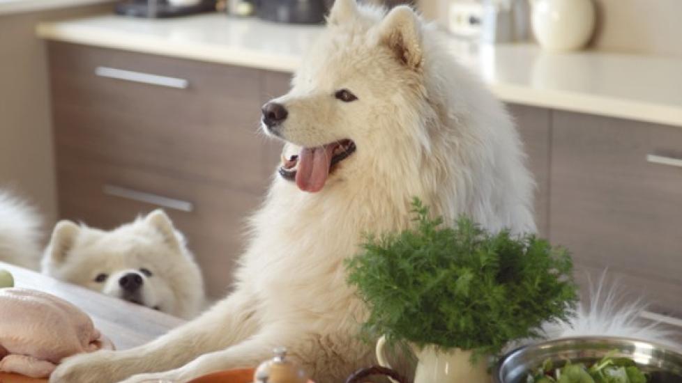 https://image.petmd.com/files/styles/978x550/public/2021-01/samoyed-dog-in-the-kitchen-picture.jpg