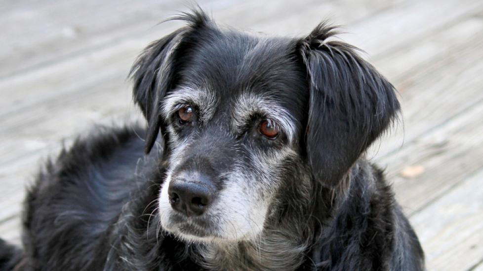 black-dog-with-gray-face