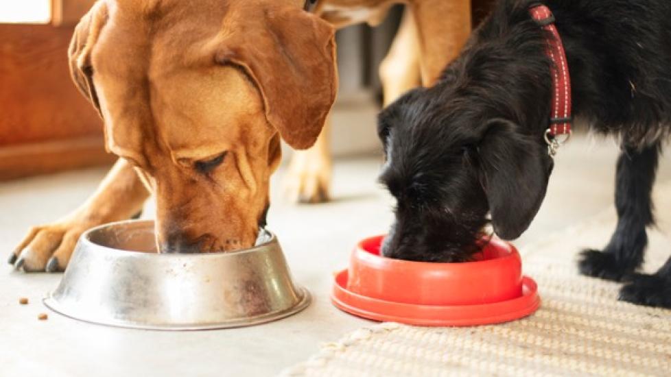 two dogs, one golden retriever and one black lab, eating from food bowls