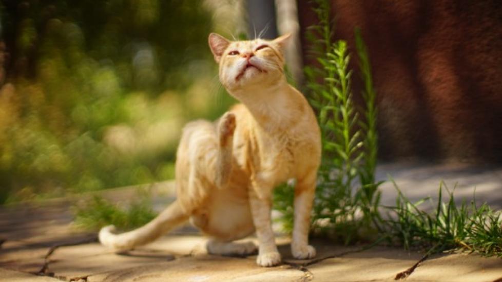 Cat Skin Allergies and Dermatitis Causes and Treatment PetMD