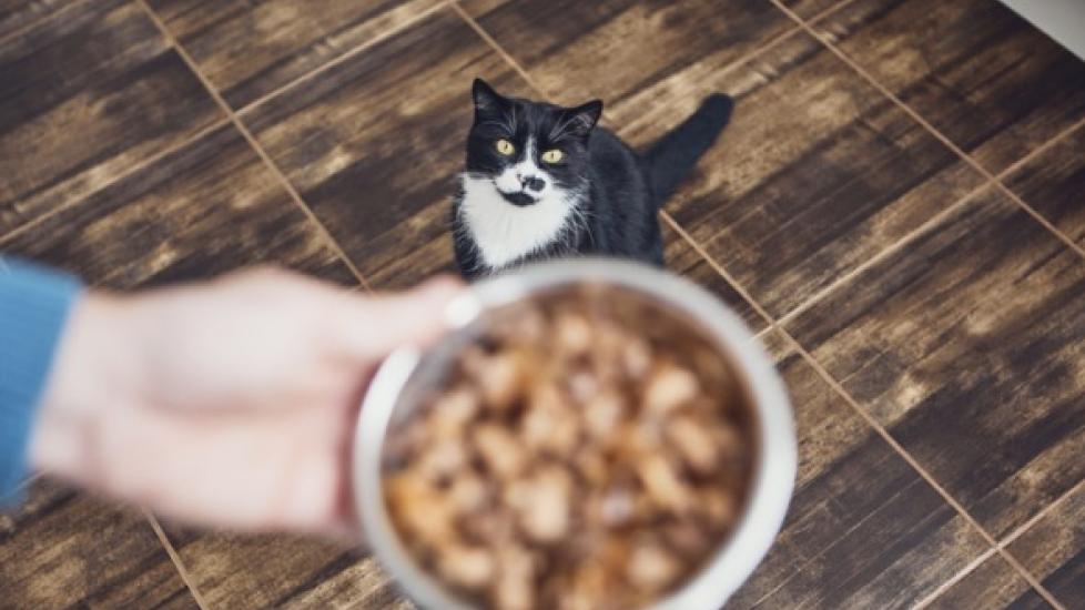 Cat Nutrition: What Makes a Nutritional Cat Food? 