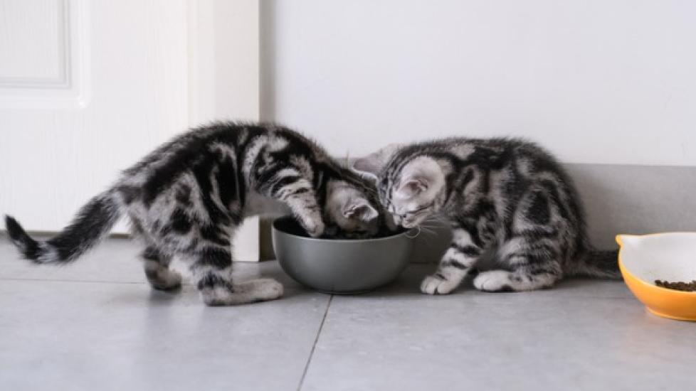 two kittens sharing a bowl of food