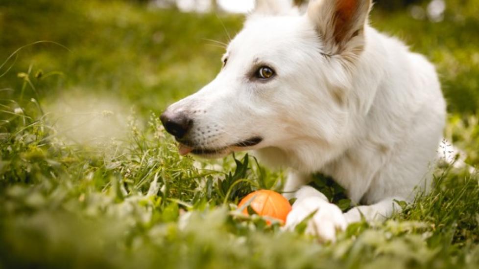 dog lying in the grass with a ball