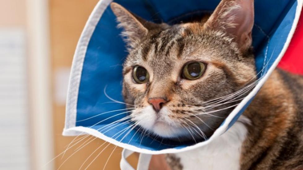cat with cone on after surgery