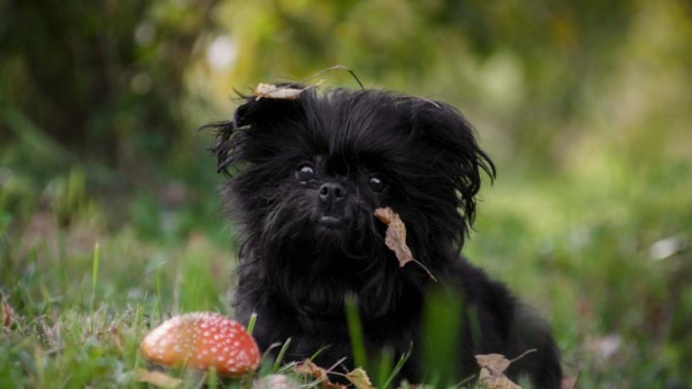 black-affenpinscher-dog-lying-on-grass