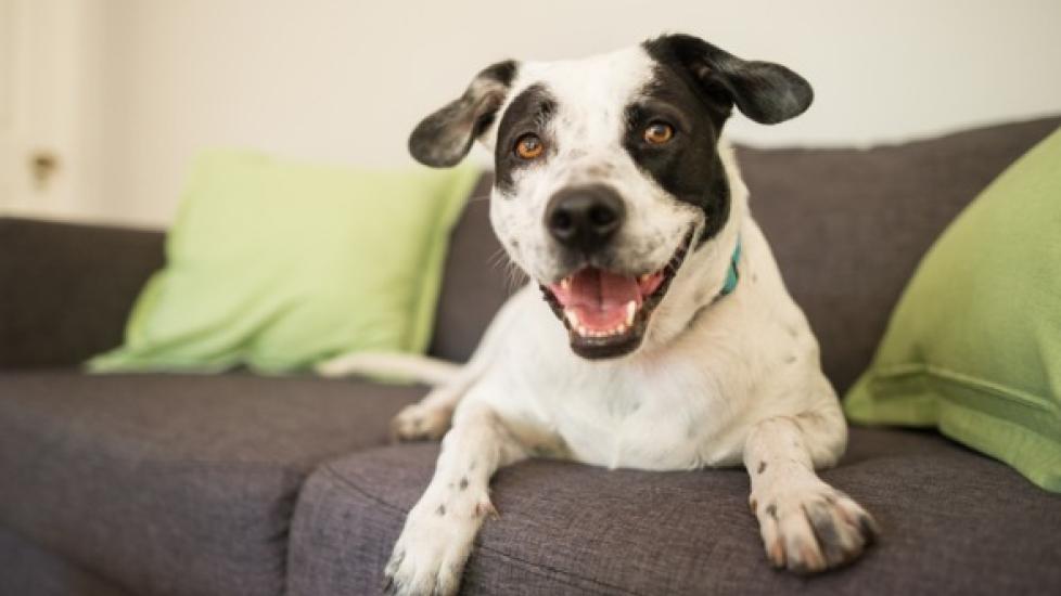 Can Dogs Have Down Syndrome? Down Syndrome in Dogs Down Syndrome