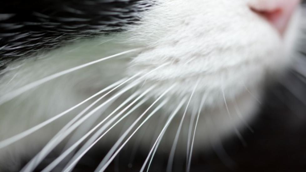 Why Do Cats Have Whiskers? PetMD