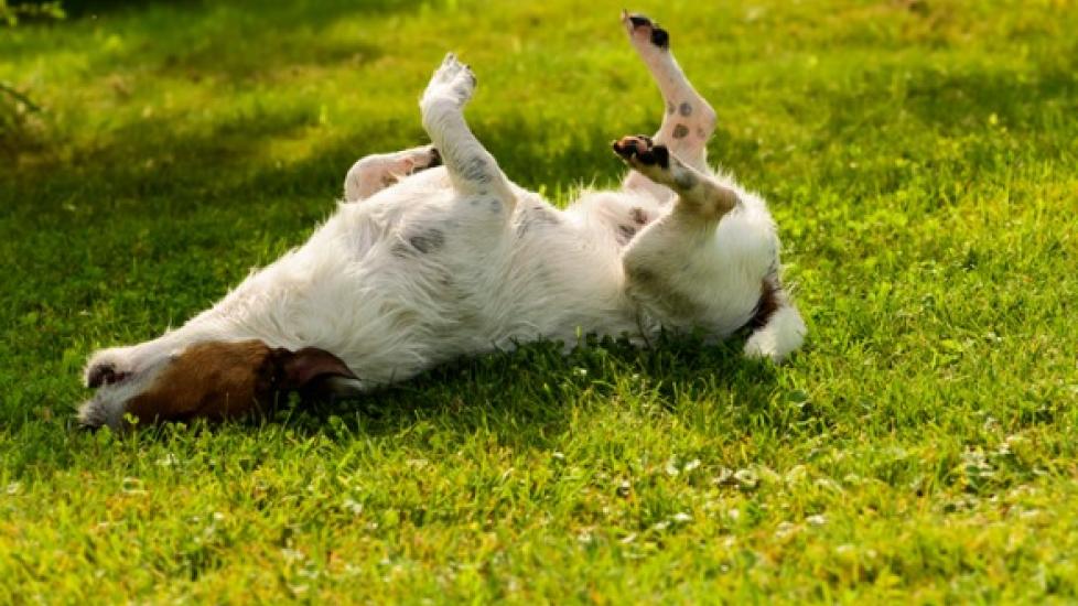 Why Do Dogs Roll in Poop? | PetMD