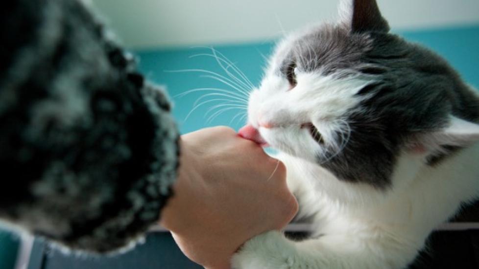 Why Does My Cat Lick Me? PetMD