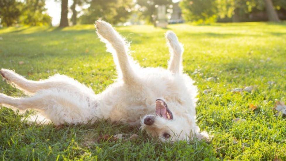 Why Dogs Roll in Grass PetMD