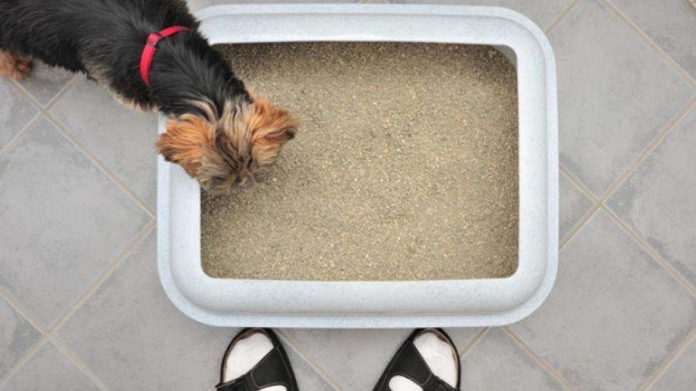 Why Do Dogs Eat Cat Poop? PetMD