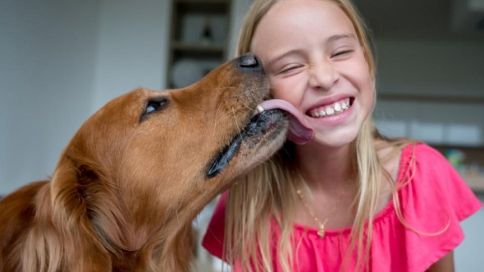 Little live shop pets licking dog