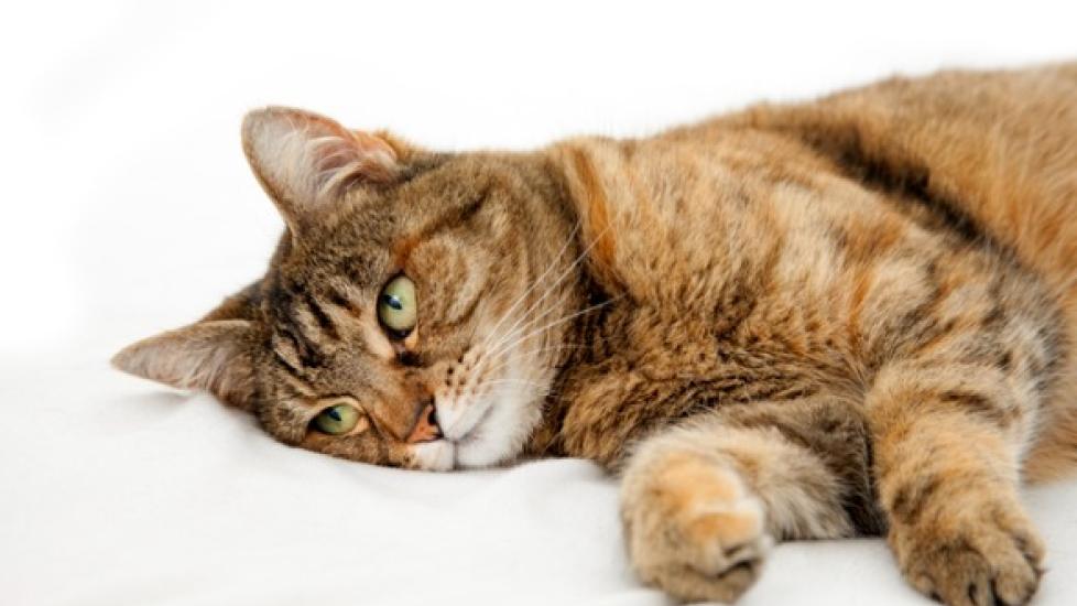 brown tabby cat lying on a white sheet and looking sad