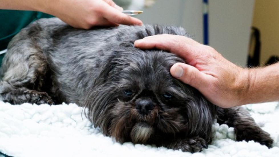 Benadryl Overdose in Dogs PetMD