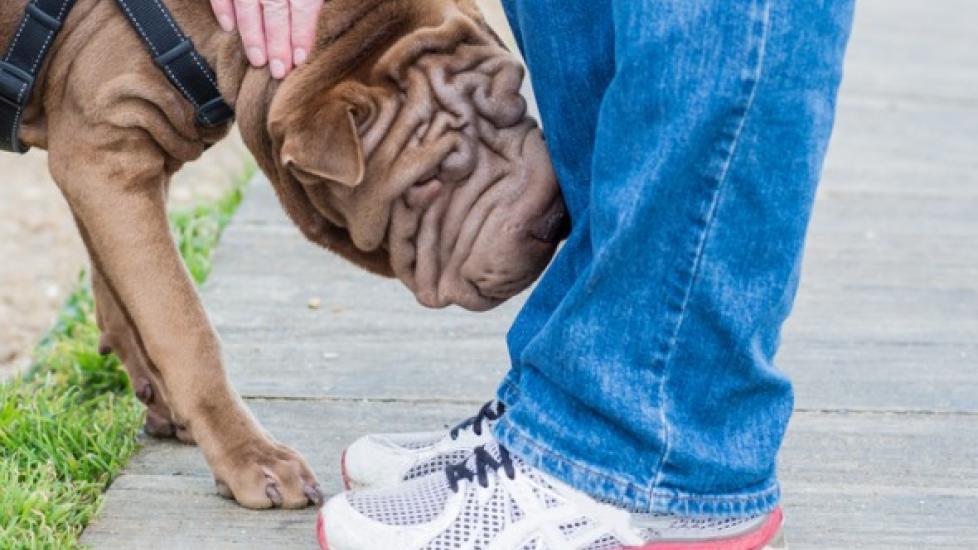 Why Do Dogs Smell Your Crotch?