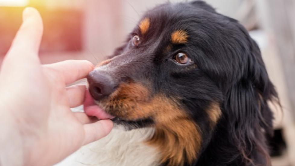 Why Do Dogs Lick? (Their Lips, You, Other Things)