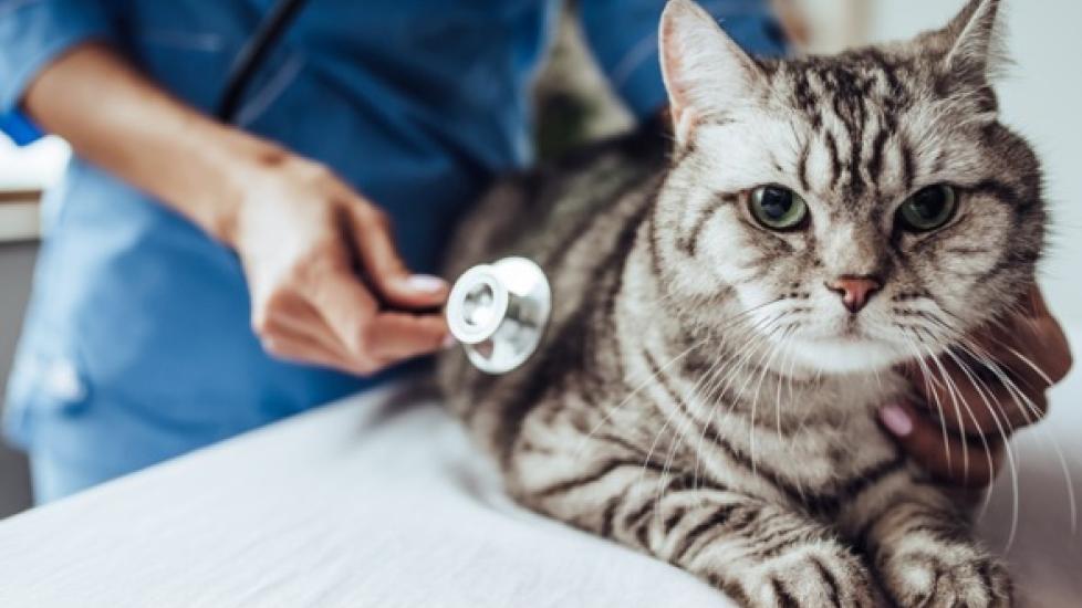 Digestive enzymes for clearance cats with pancreatitis