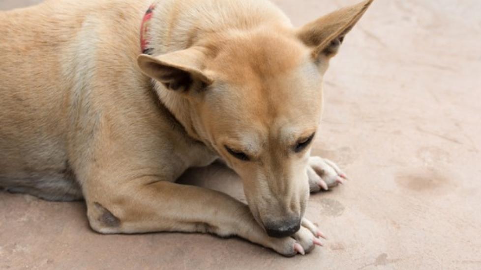 How to Stop a Dog from Licking Its Paws: 12 Home Remedies