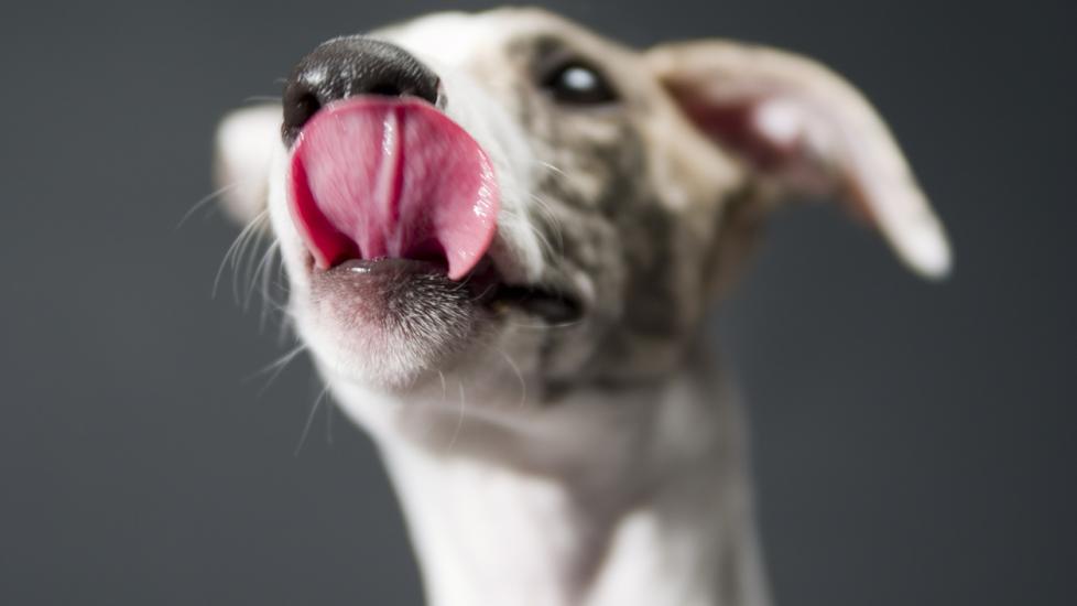 Why Does My Dog Lick My Wounds? PetMD