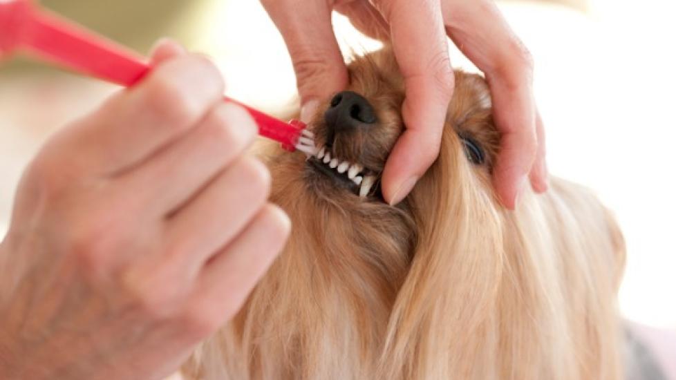 yorkie dog getting teeth brushed
