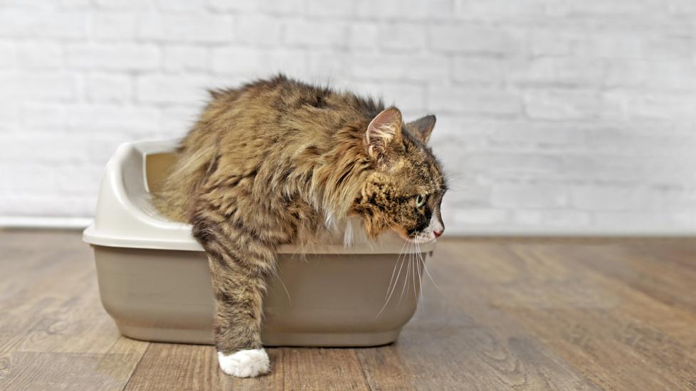Urinary Tract Cat Missing The Litter Box Urinary Tract Cats Keep