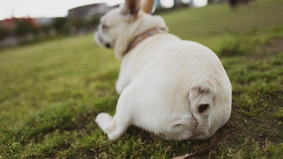 bulldog-sitting-in-grass