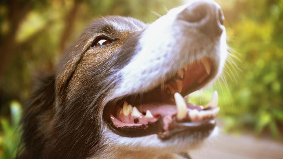 Swelling of the Salivary Gland in Dogs