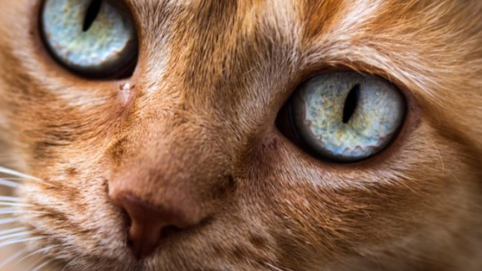 close-up of an orange cat with green eyes