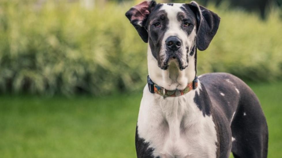 Cardiomyopathy in great sales danes