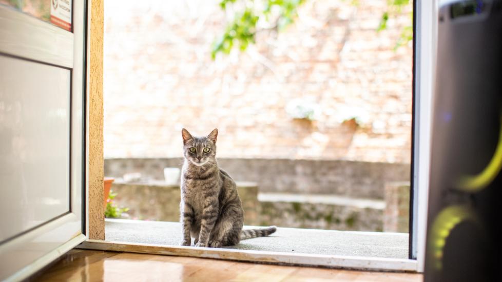 How to turn clearance an indoor cat outdoor