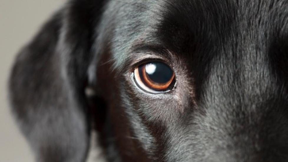 what happens when a dogs eye turns white