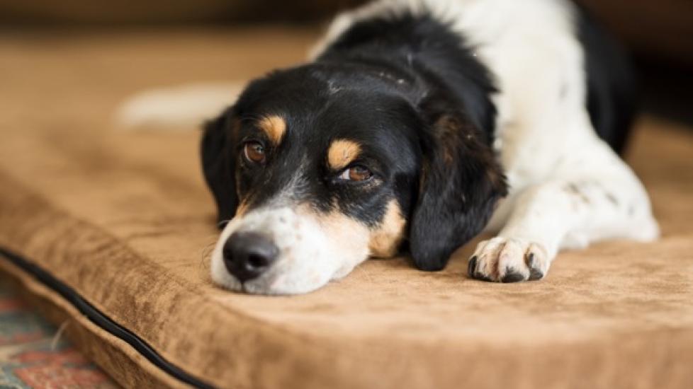 Gastroenteritis In Dogs Symptoms Causes Treatment And Faqs Petmd