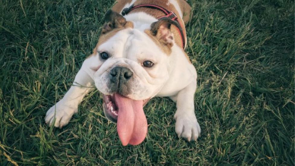 Lungworms in Dogs Symptoms, Causes, Treatment, and FAQs PetMD