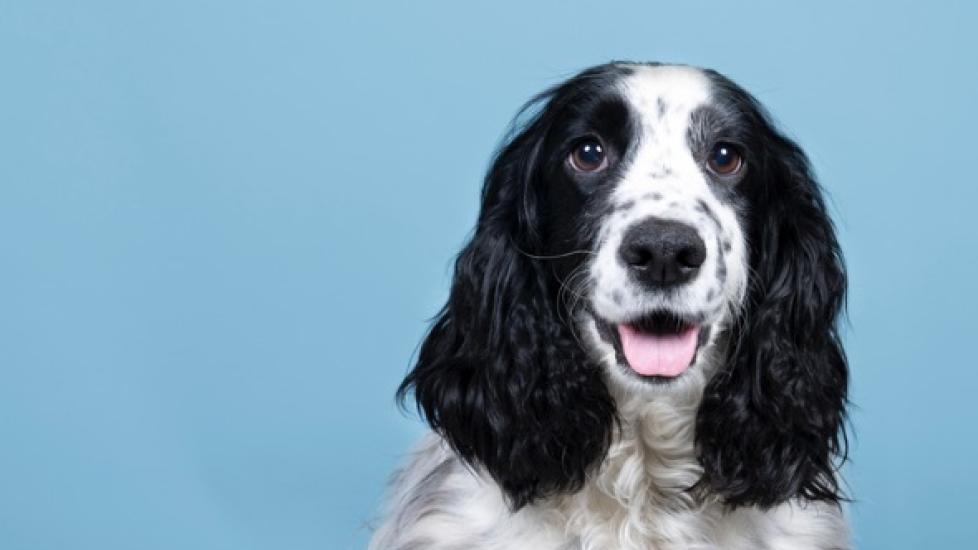 EPI in Dogs (Exocrine Pancreatic Insufficiency in Dogs)