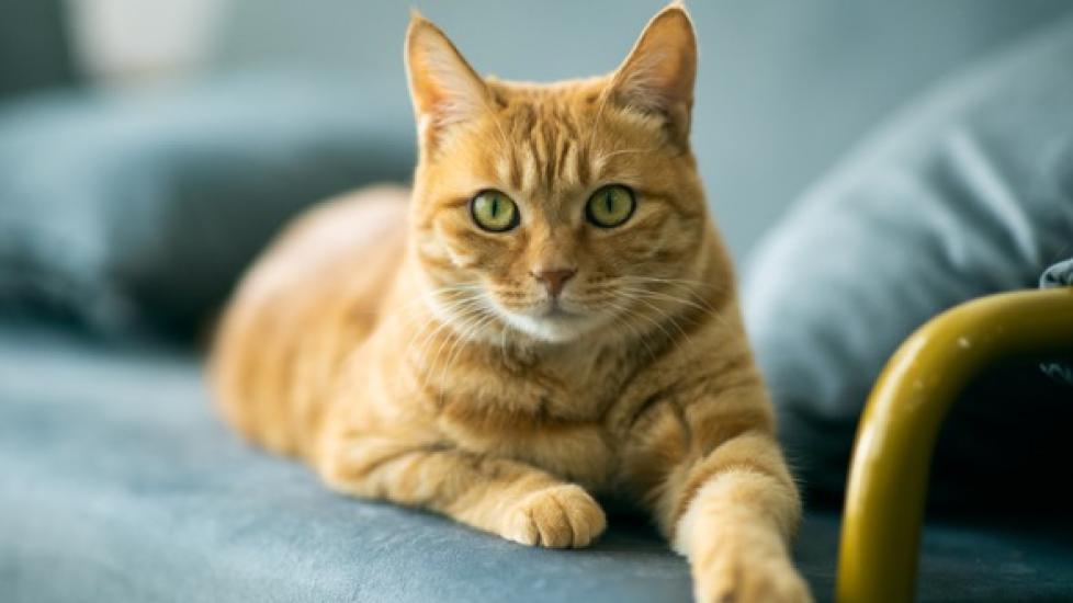 Hypothyroidism in Cats