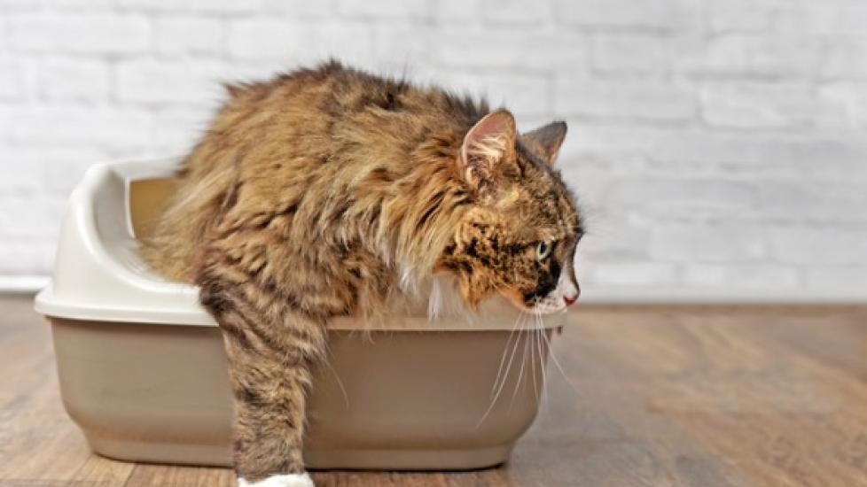 Irritable Bowel Syndrome in Cats (IBS)