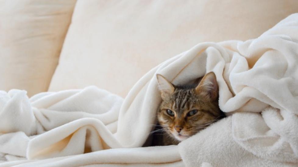 cat under covers